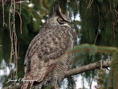 Grand Duc d'Amrique - Great Horned Owl