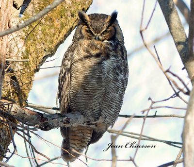 Grand Duc d'Amrique - Great Horned Owl