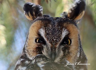 Hibou Moyen - Duc / Long - eared - Owl