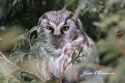 Nyctale de Tengmalm   ( Boreal Owl