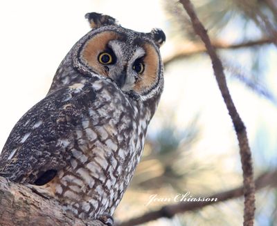 Hibou Moyen - Duc / Long - eared - Owl