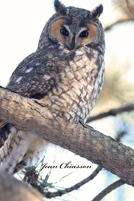 Hibou Moyen - Duc / Long - eared - Owl