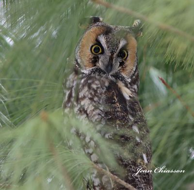 Oiseaux  du Qubec - Birds  of Quebec