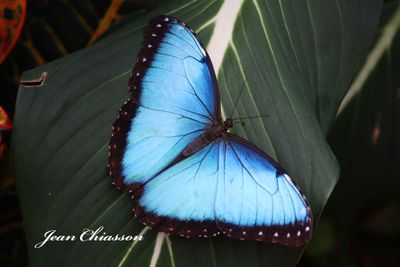 Couleurs de Papillons - Butterfly  2011