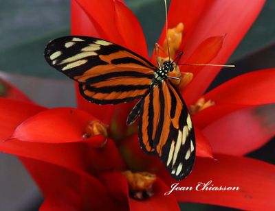 Heliconius ismenius