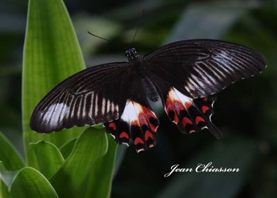 Couleurs de Papillons - Butterfly  Papillons en fte
