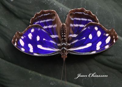 Couleurs de Papillons - Butterfly  Papillons en fte