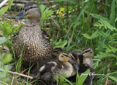 Canard Colverts ( Mallard )