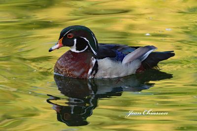 Canard (Duck)
