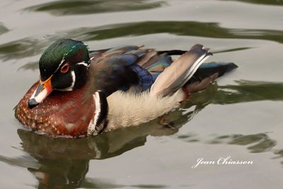 Canard Branchu _ Wood Duck