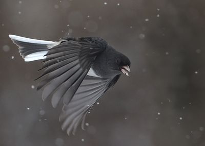 Junco With Flurries