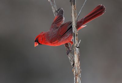 Cardinal On A Stick