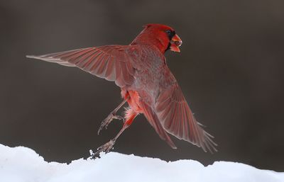 Northern Cardinals