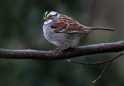 White Throated Sparrow