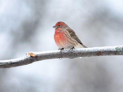House Finch On Ice