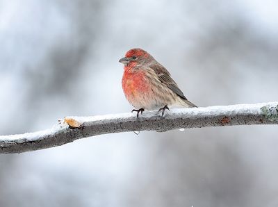 Purple Finches And House Finches Too