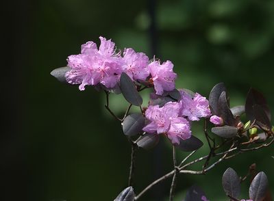 Floral Arrangement