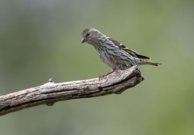 Pine Siskins 