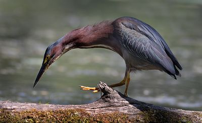 Green Herons