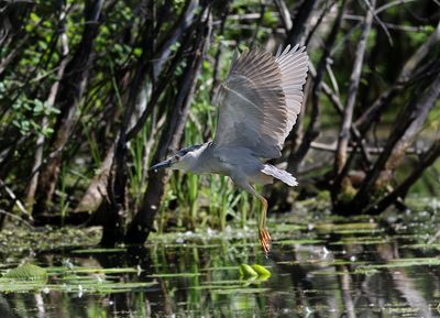 Black Crown Night Herons