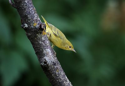 Warblers Vireos And Kinglets