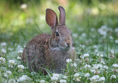 Clover Comforting Cottontail