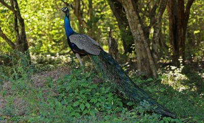 IMG_4499B.jpg