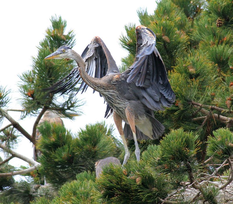 Nesting Herons