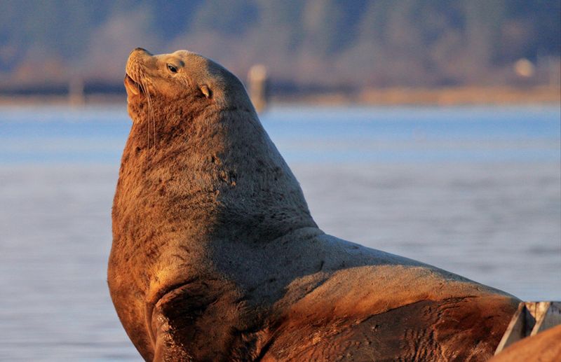 Sea Lions