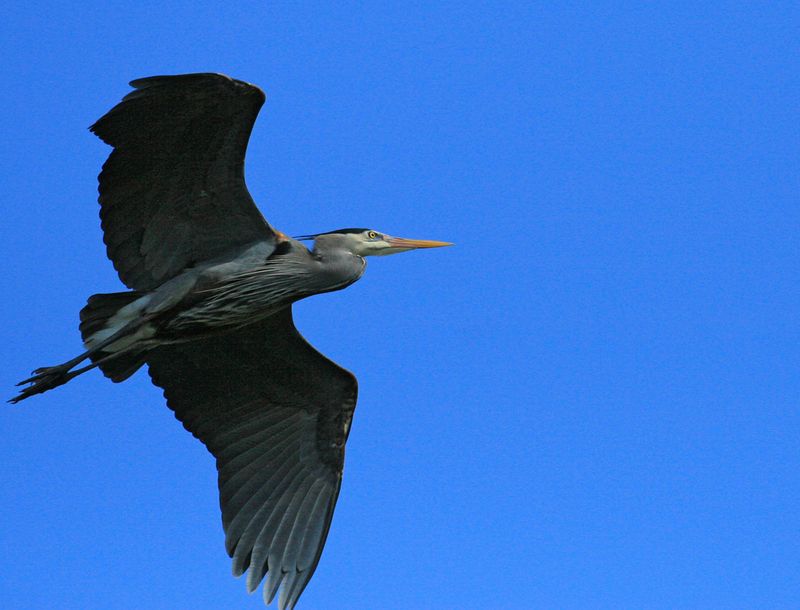 Herons in Flight