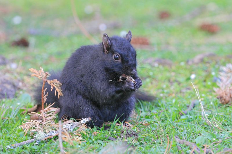 Squirrels 