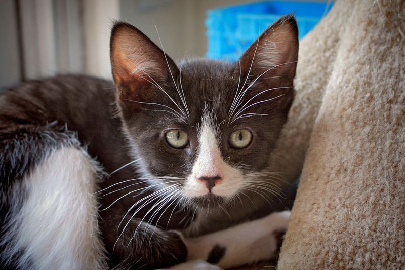 Dennis Kittenhood -Gallery