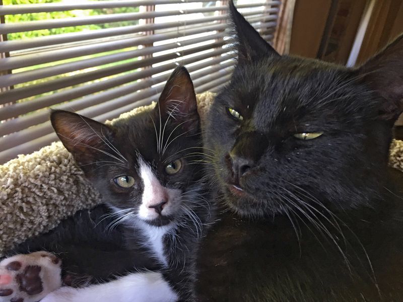 Dennis and Chadwick 