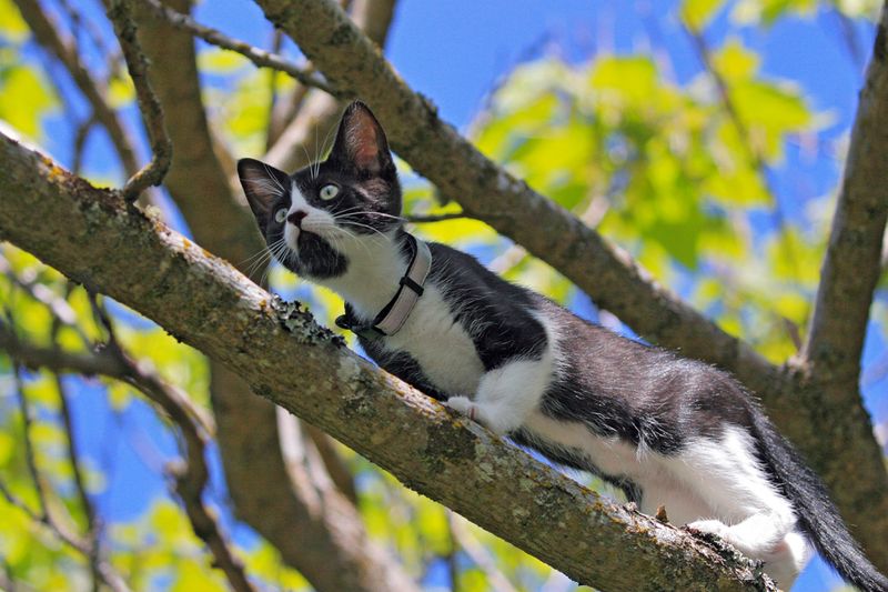 Dennis Learns to Climb