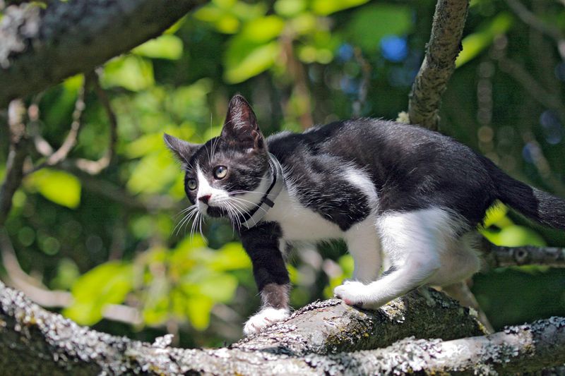 Dennis in Tree