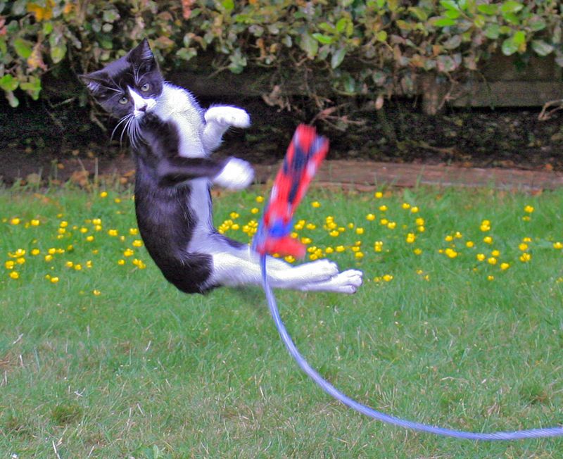 Dennis in Action - Gallery