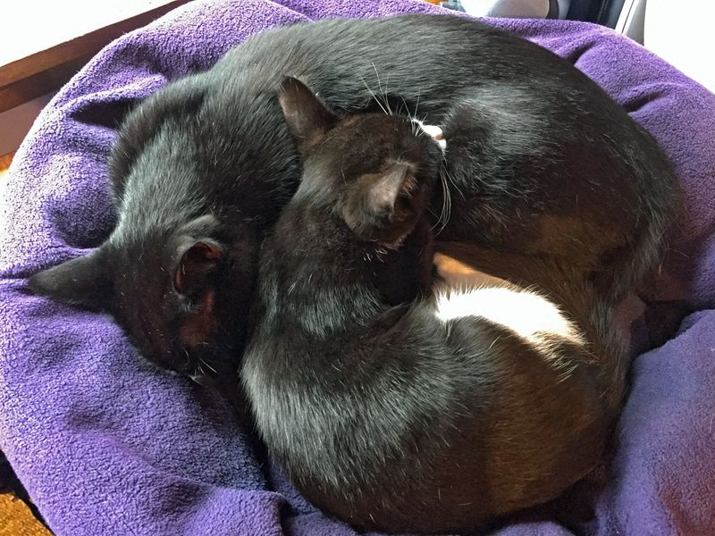 Loving Brothers.