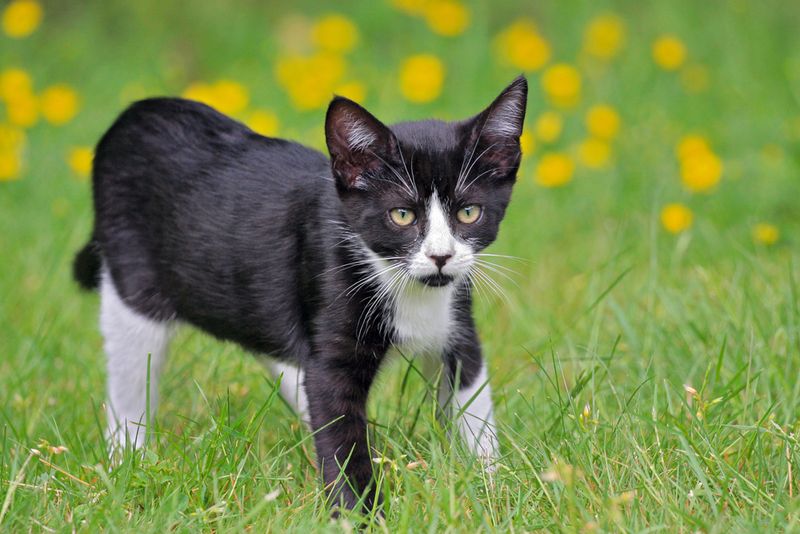 Dennis Kittenhood -Gallery