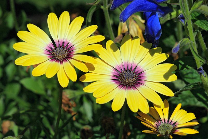 Flower Power