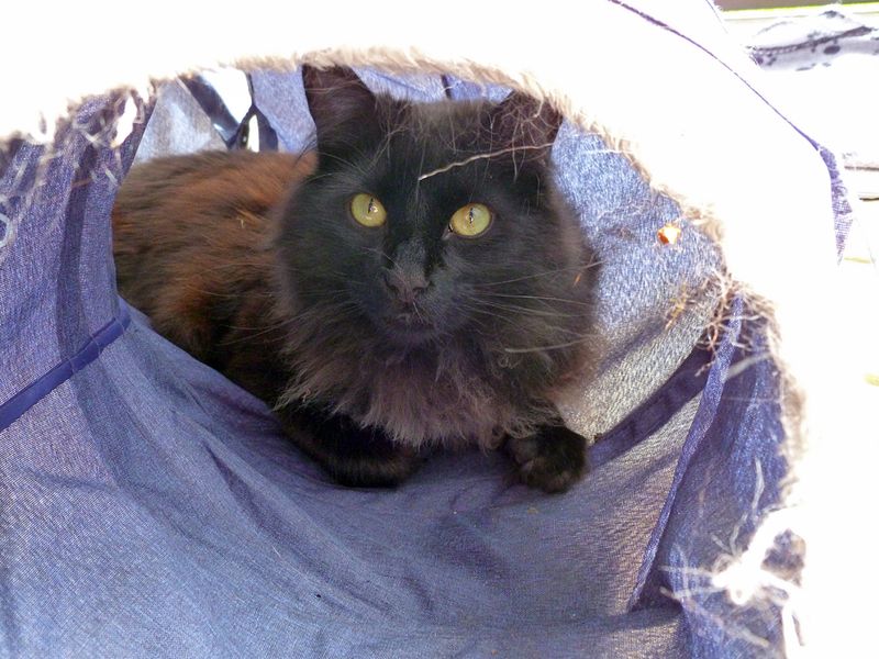 Midnight in Cat Tube