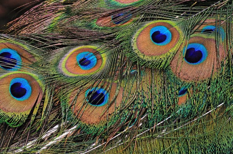 Peacock Featehr Detail