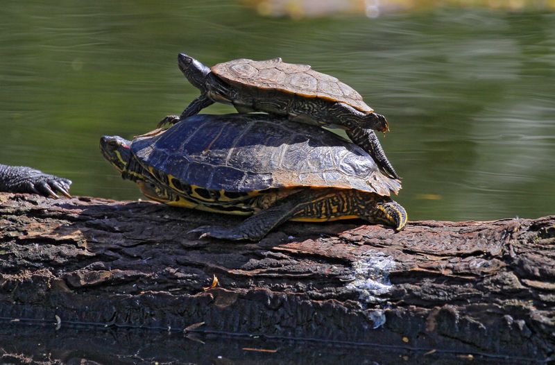 Turtles
