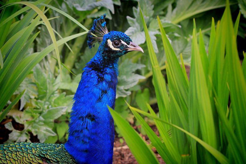 Peacock