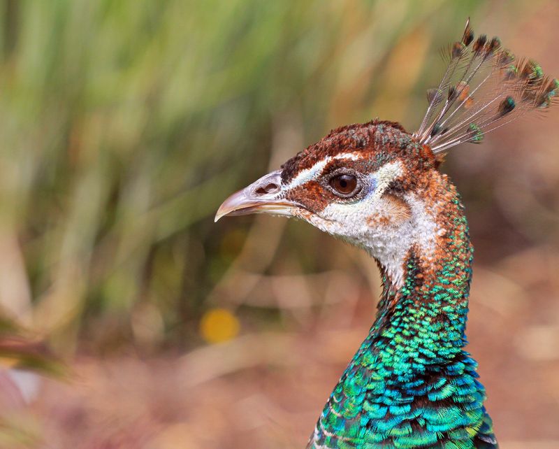 Pea Hen