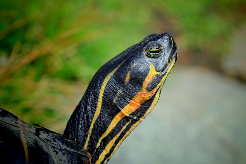 Reptiles and Amphibians