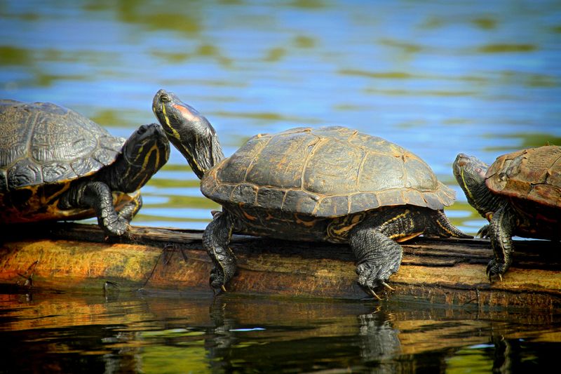  Turtles
