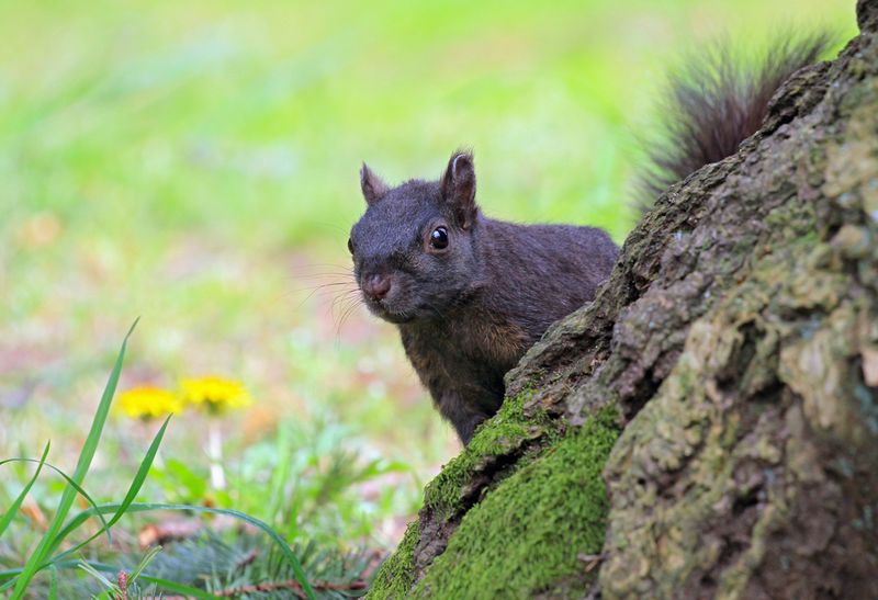 Grey Squirrel 