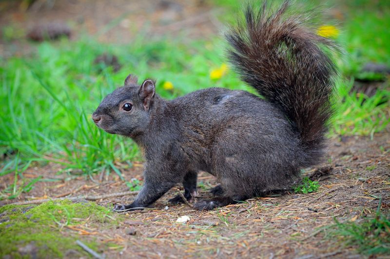 Grey Squirrel 