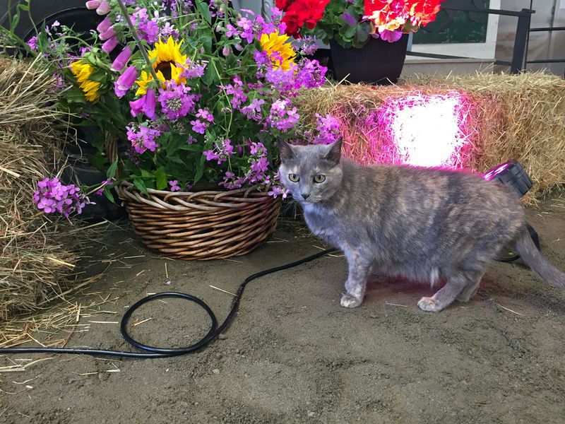 Cats