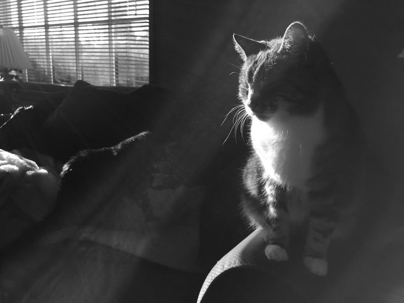 Milo